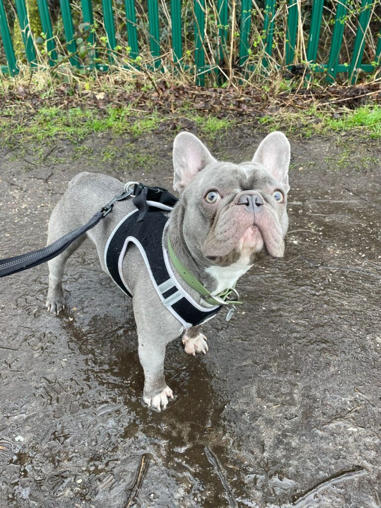 Forrest the Dog getting walked by Paws Express MCR