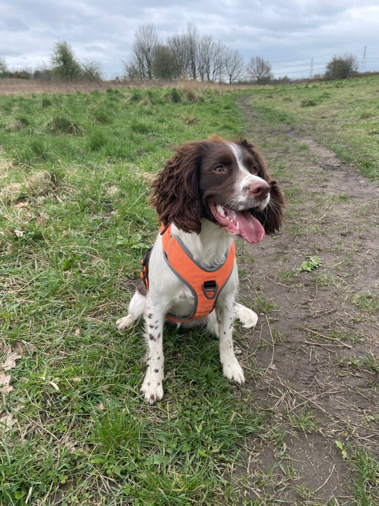 Pippa the Dog getting walked by Paws Express MCR