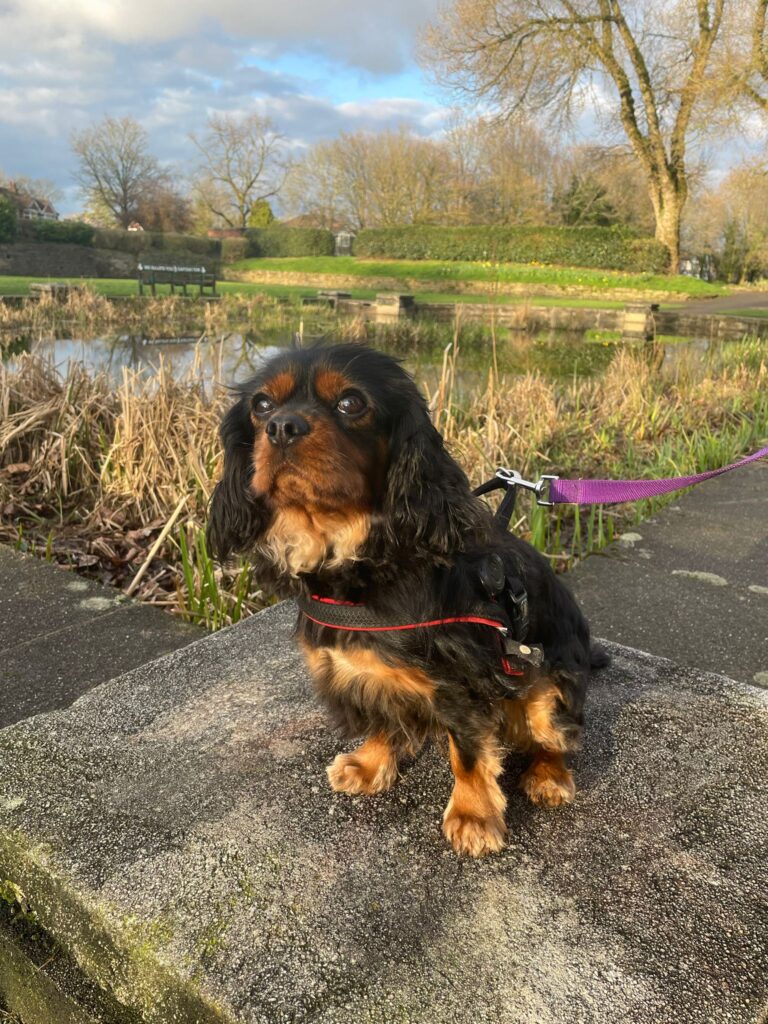 Carlos the Dog getting walked by Paws Express MCR
