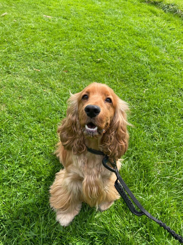Henry the Dog getting walked by Paws Express MCR