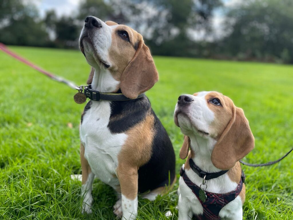Dolly and Bella walked by Paws Express MCR, dog walkers in Urmston, Flixton, Stretford and Davyhulme